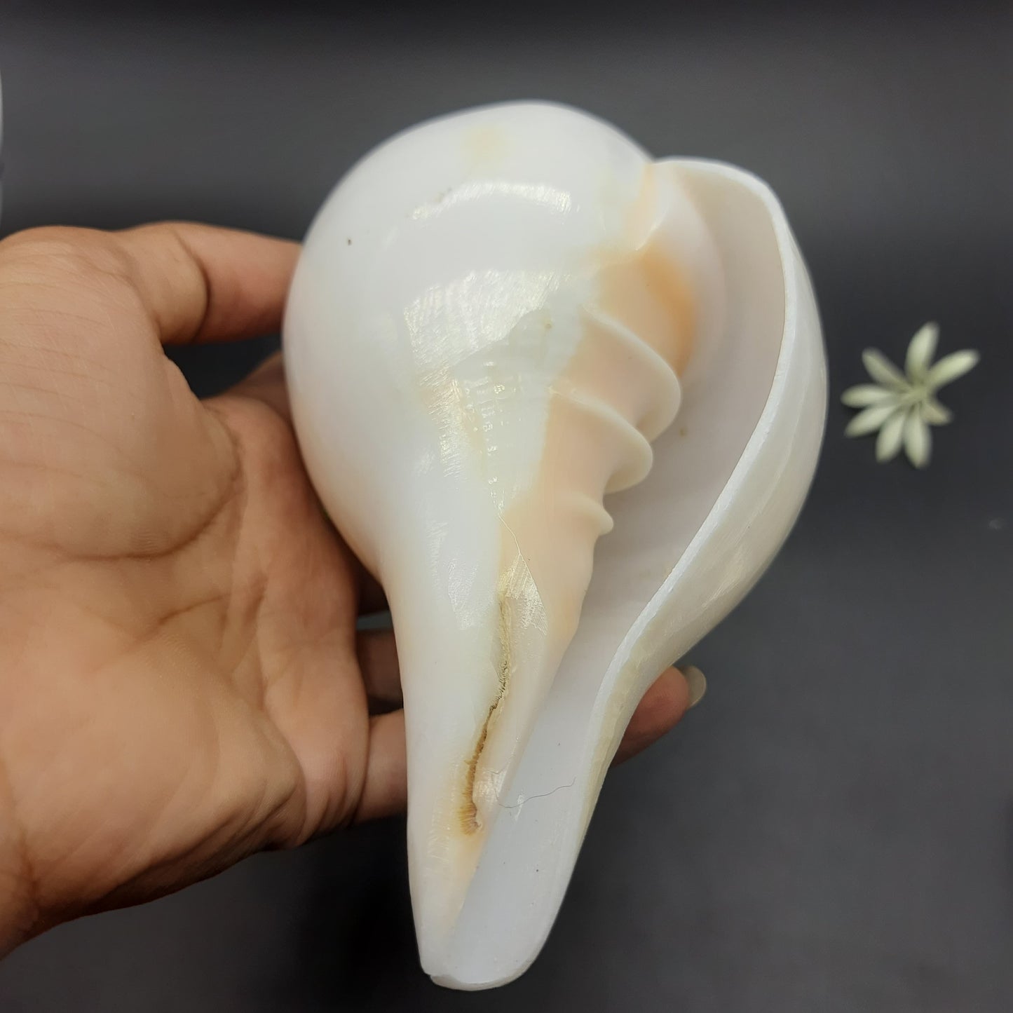 Original Vamavrati Shankh / Blowing Shankh for Pooja or Mandir 6 Inch or 7 Inch