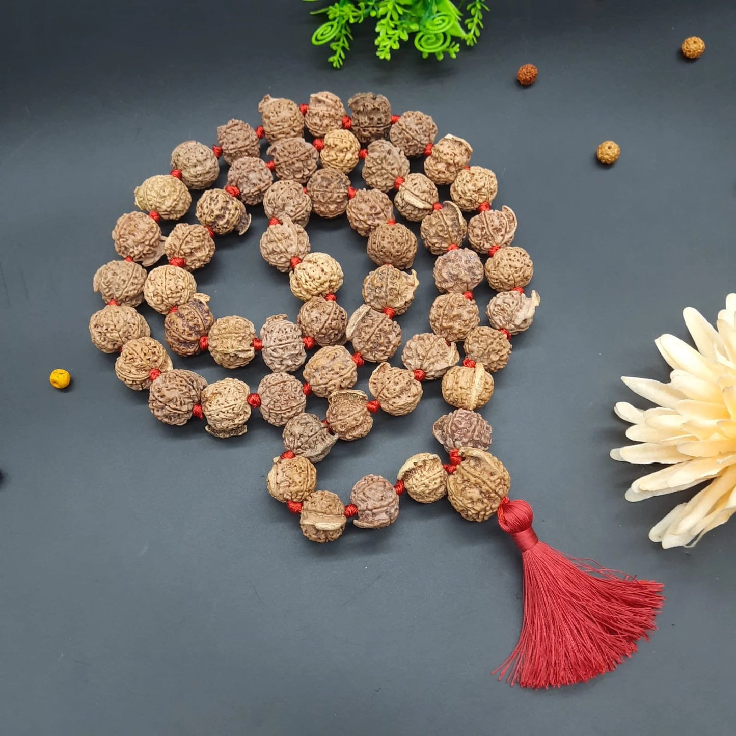 Ganesh Mukhi / Face Rudraksha Mala From Nepal 54+1 Beads 21-23 mm | Lab Certified
