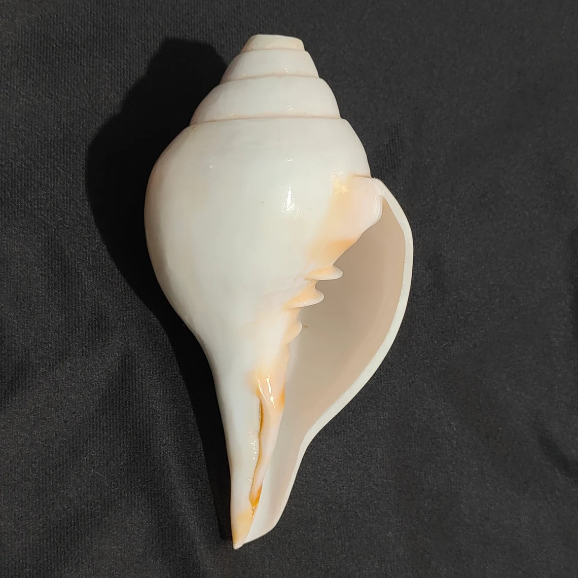 Original Vamavrati Shankh / Blowing Shankh for Pooja or Mandir 6 Inch or 7 Inch