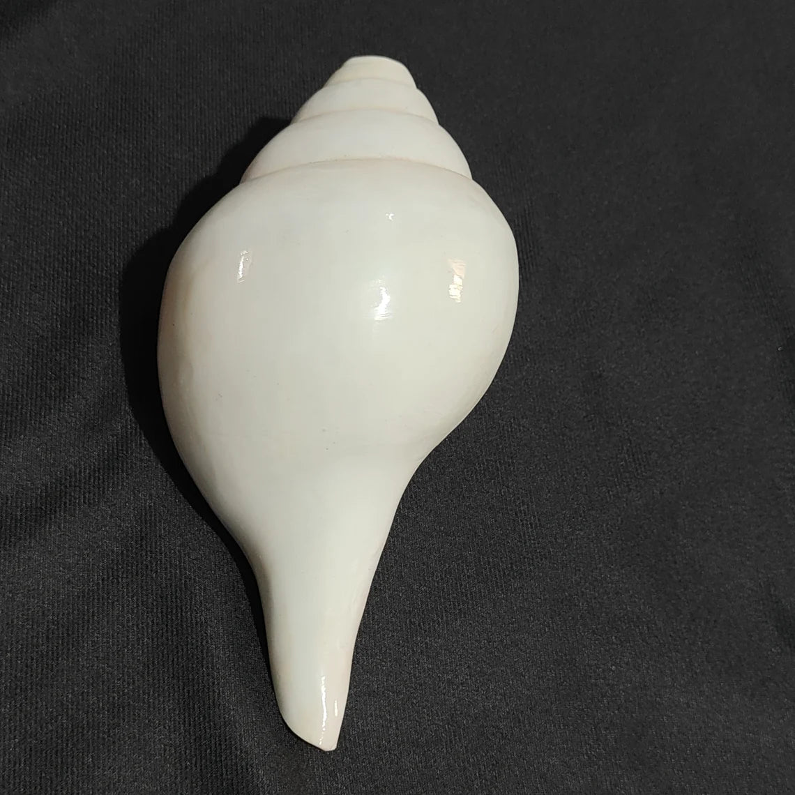Original Vamavrati Shankh / Blowing Shankh for Pooja or Mandir 6 Inch or 7 Inch