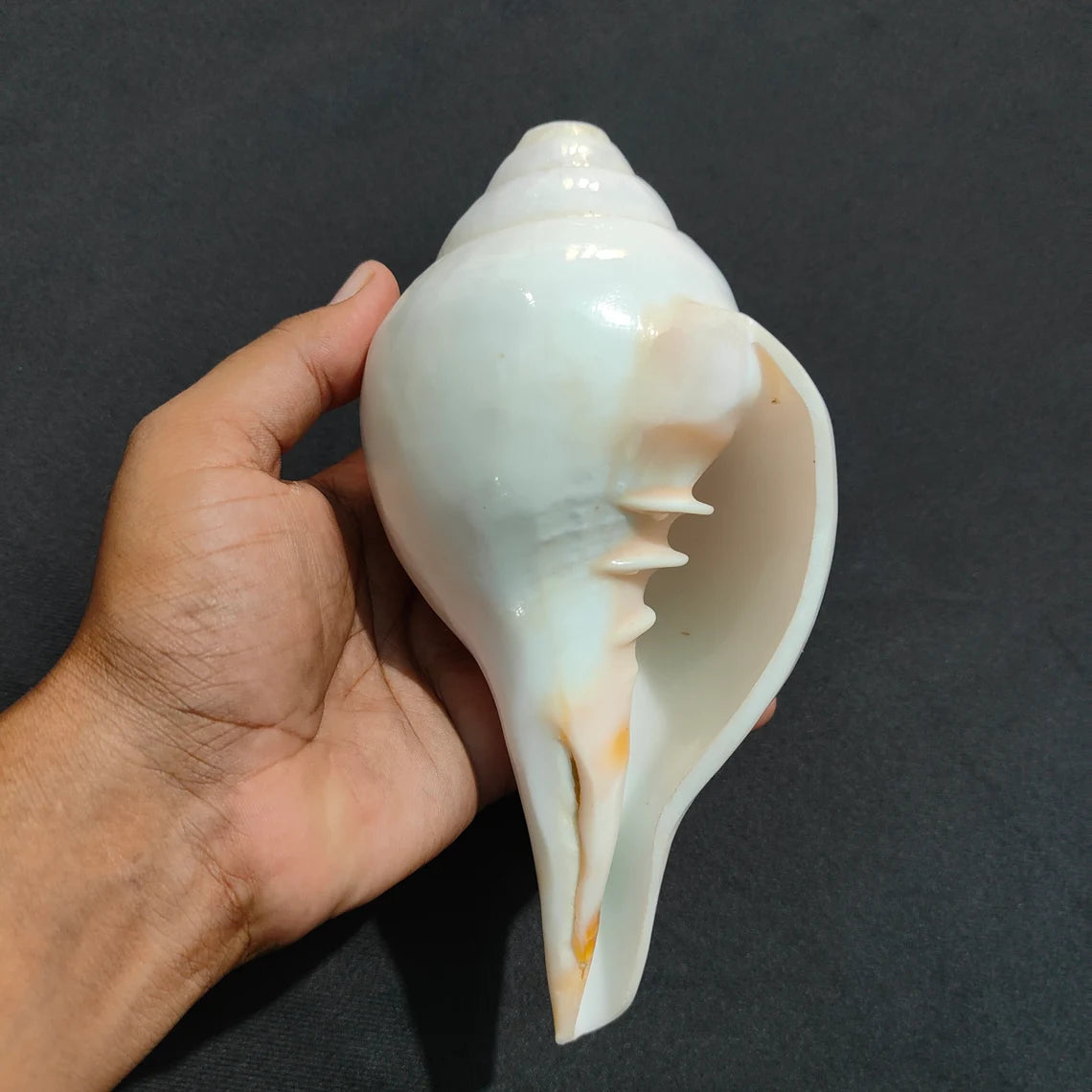 Original Vamavrati Shankh / Blowing Shankh for Pooja or Mandir 6 Inch or 7 Inch