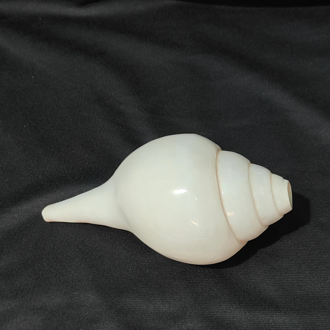 Original Vamavrati Shankh / Blowing Shankh for Pooja or Mandir 6 Inch or 7 Inch