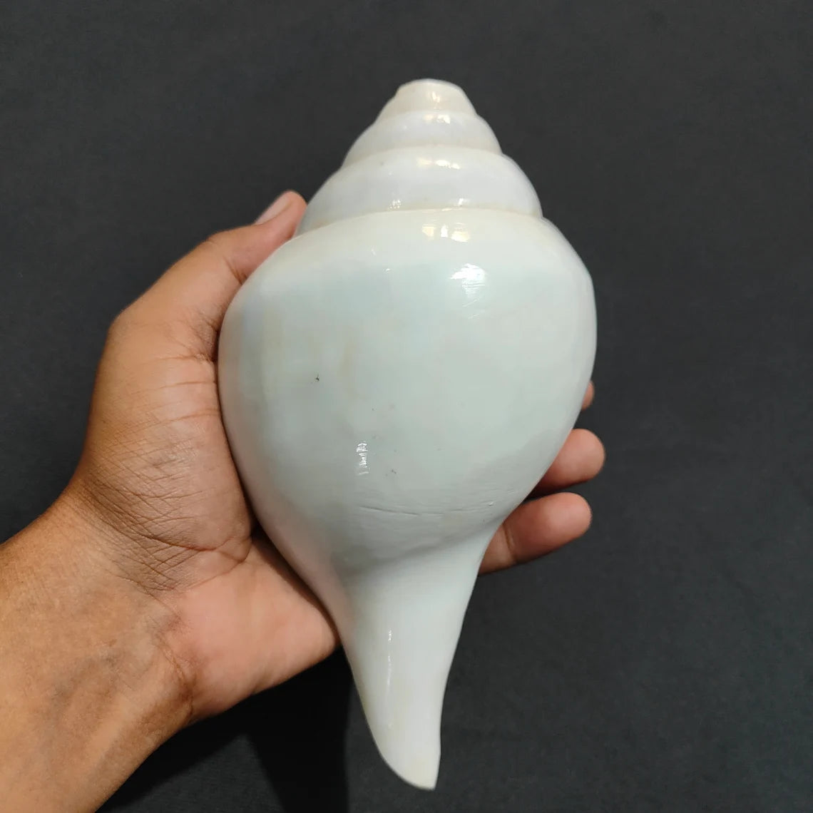 Original Vamavrati Shankh / Blowing Shankh for Pooja or Mandir 6 Inch or 7 Inch