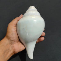 Original Vamavrati Shankh / Blowing Shankh for Pooja or Mandir 6 Inch or 7 Inch