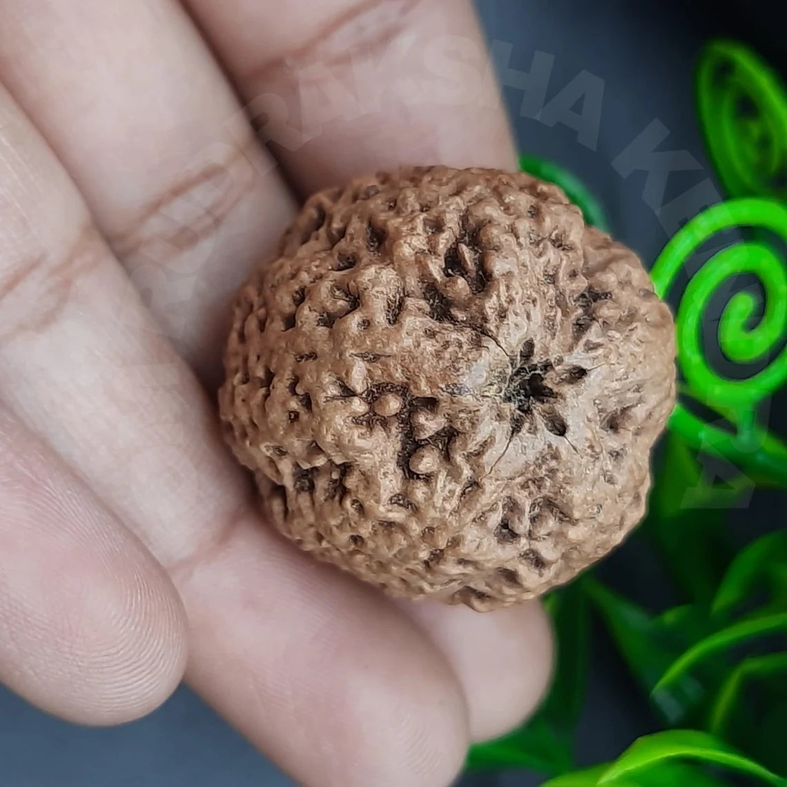 Rare Biggest Faceless / Unmukhi / Zero mukhi Rudraksha Nepal IGL Certified 28.04mm, 7.595grams