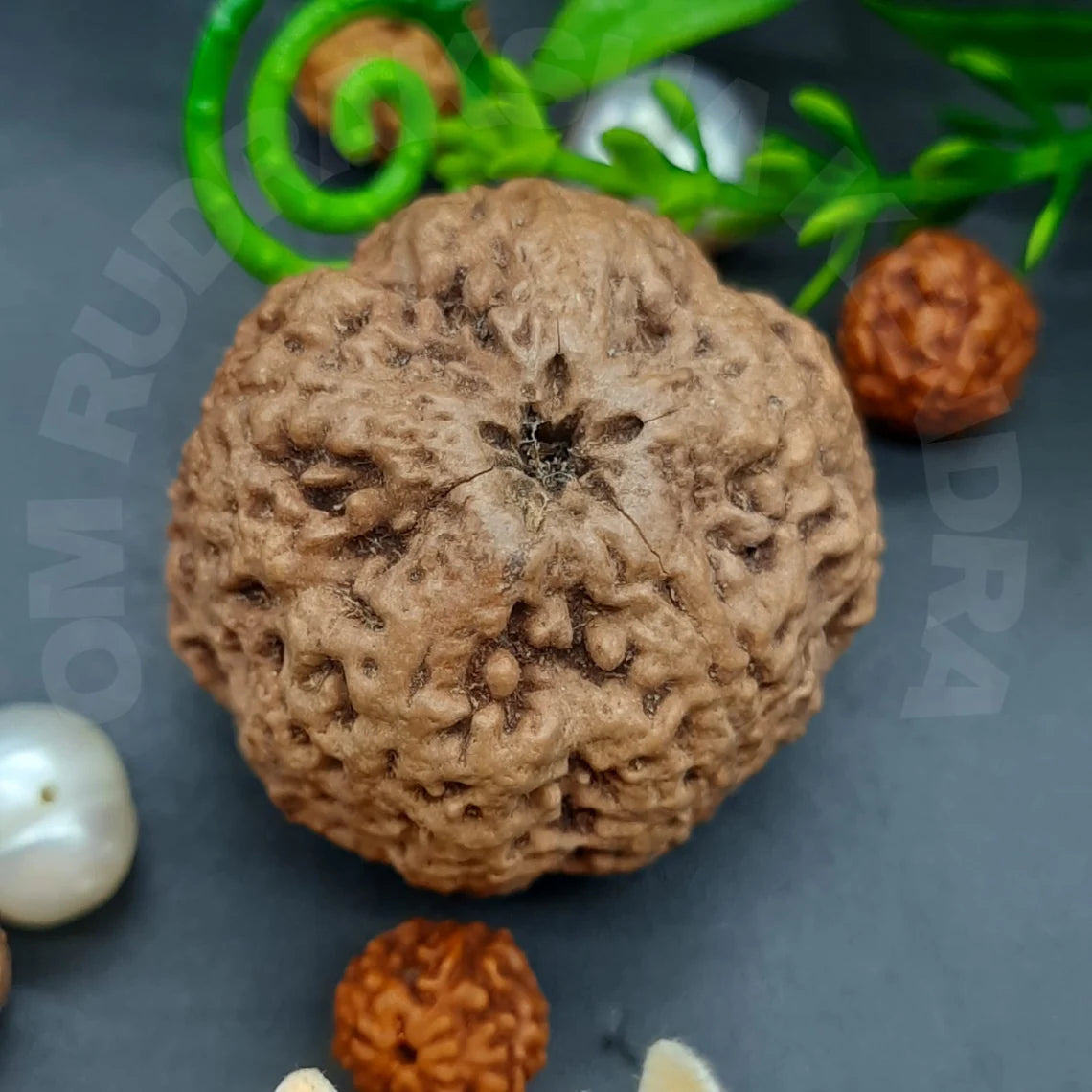 Rare Biggest Faceless / Unmukhi / Zero mukhi Rudraksha Nepal IGL Certified 28.04mm, 7.595grams