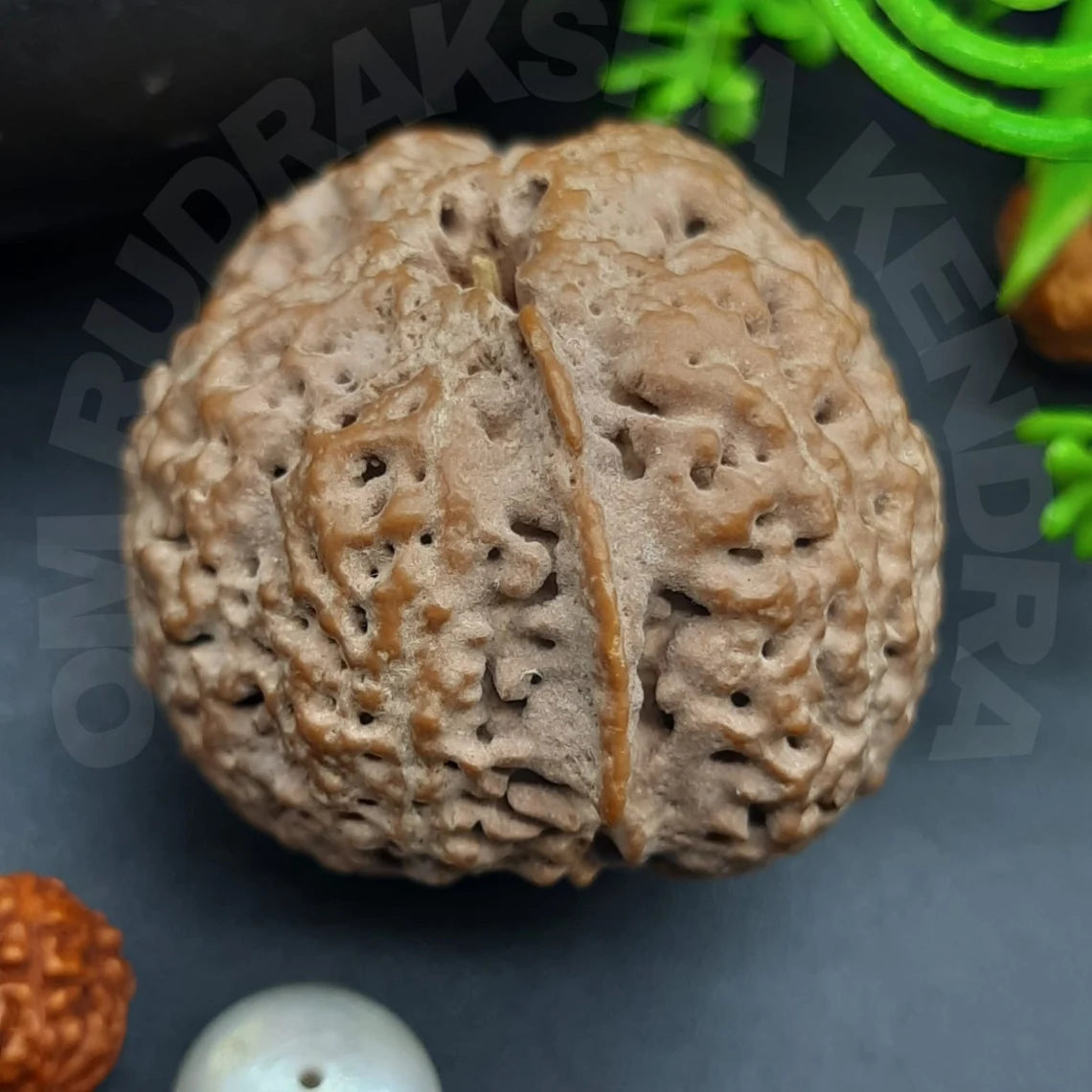 Rare Biggest Faceless / Unmukhi / Zero mukhi Ganesh Rudraksha Nepal IGL Certified 28.44mm, 8.083grams