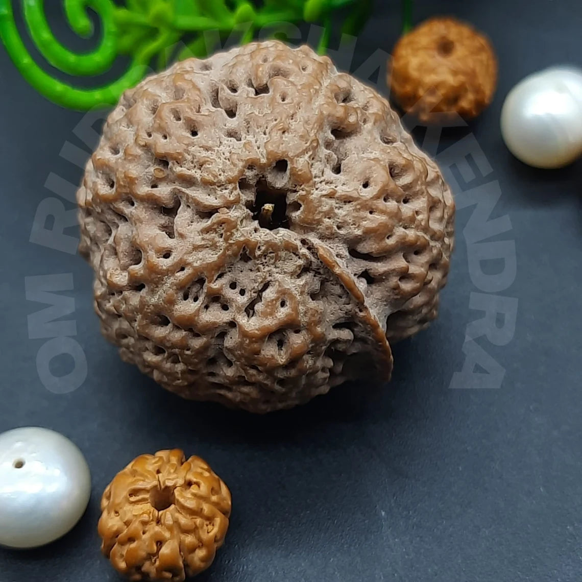 Rare Biggest Faceless / Unmukhi / Zero mukhi Ganesh Rudraksha Nepal IGL Certified 28.44mm, 8.083grams