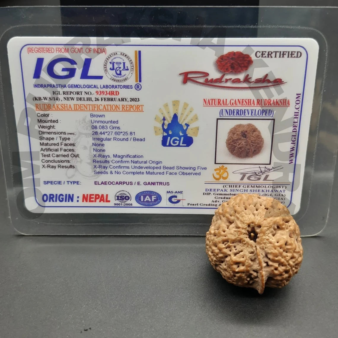 Rare Biggest Faceless / Unmukhi / Zero mukhi Ganesh Rudraksha Nepal IGL Certified 28.44mm, 8.083grams