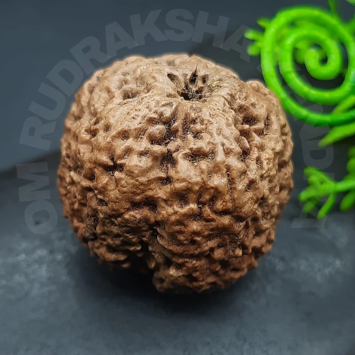 Rare Biggest Faceless / Unmukhi / Zero mukhi Rudraksha Nepal IGL Certified 28.04mm, 7.595grams
