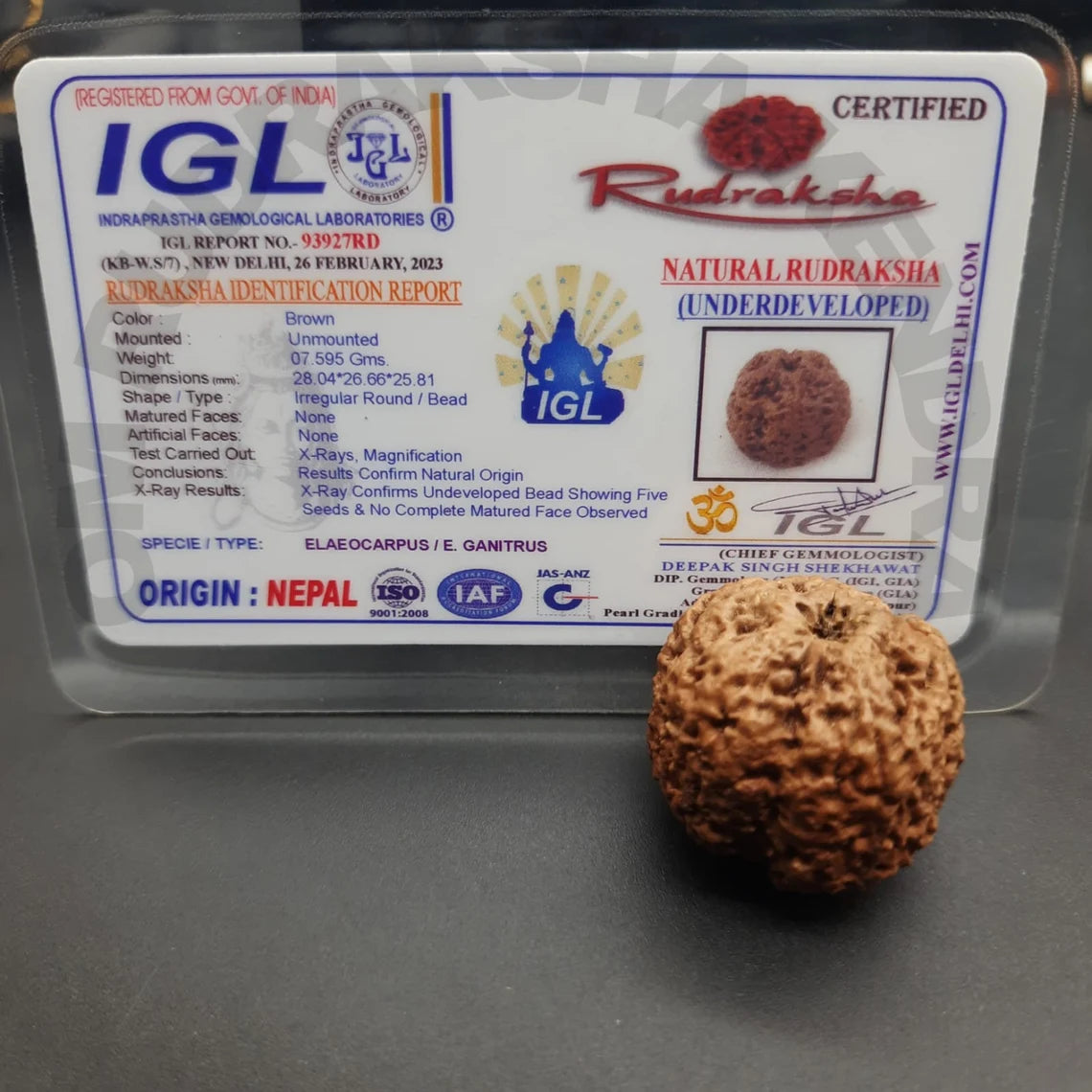 Rare Biggest Faceless / Unmukhi / Zero mukhi Rudraksha Nepal IGL Certified 28.04mm, 7.595grams