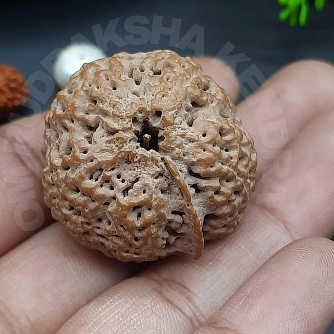 Rare Biggest Faceless / Unmukhi / Zero mukhi Ganesh Rudraksha Nepal IGL Certified 28.44mm, 8.083grams