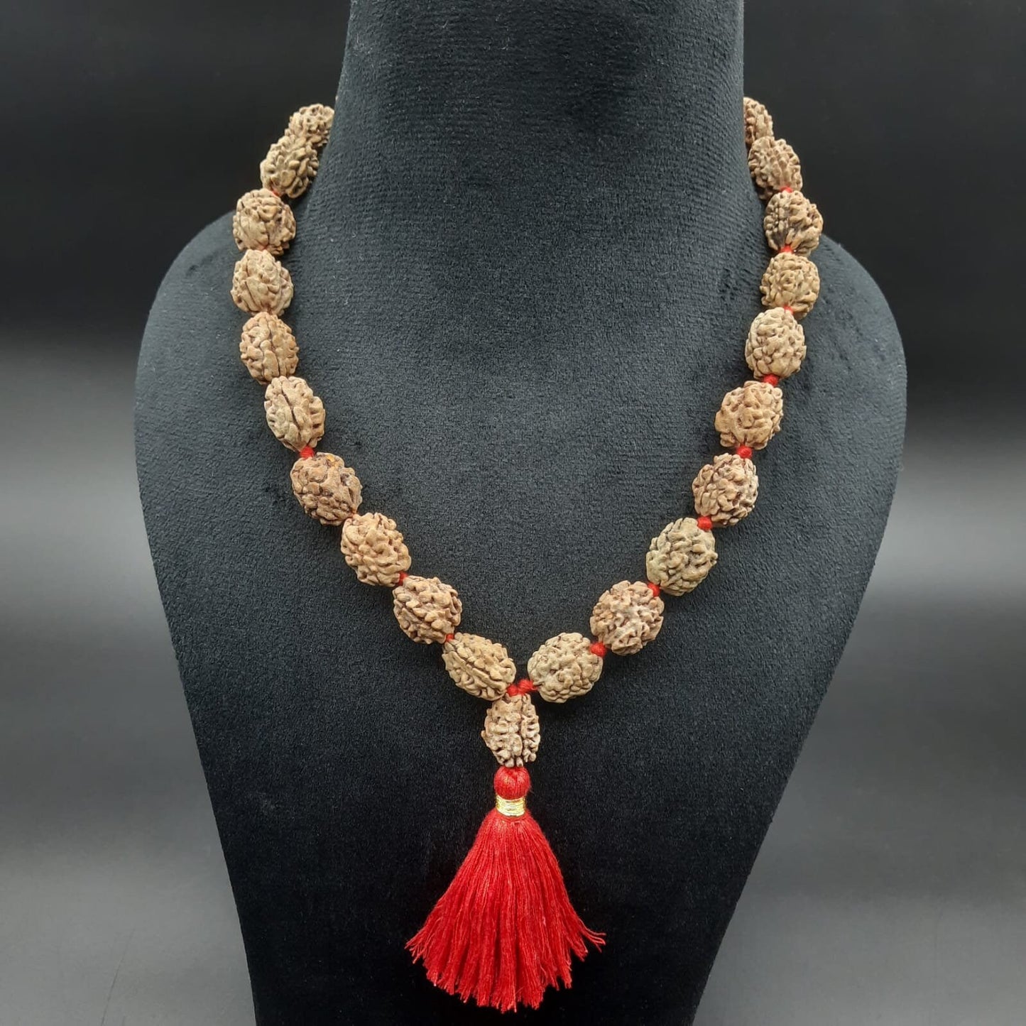 2 Mukhi Rudraksha Kantha Mala Himalayan 32+1 beads 18-20mm size