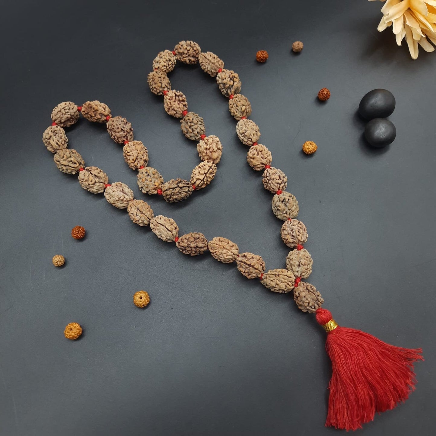 2 Mukhi Rudraksha Kantha Mala Himalayan 32+1 beads 18-20mm size