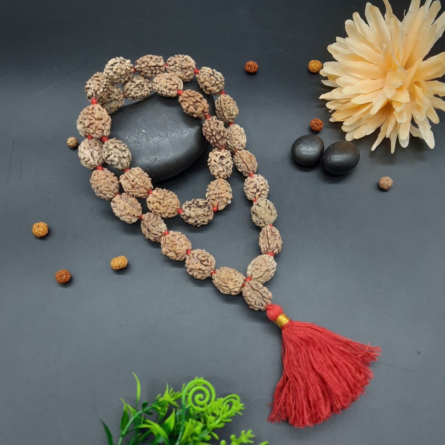 2 Mukhi Rudraksha Kantha Mala Himalayan 32+1 beads 18-20mm size