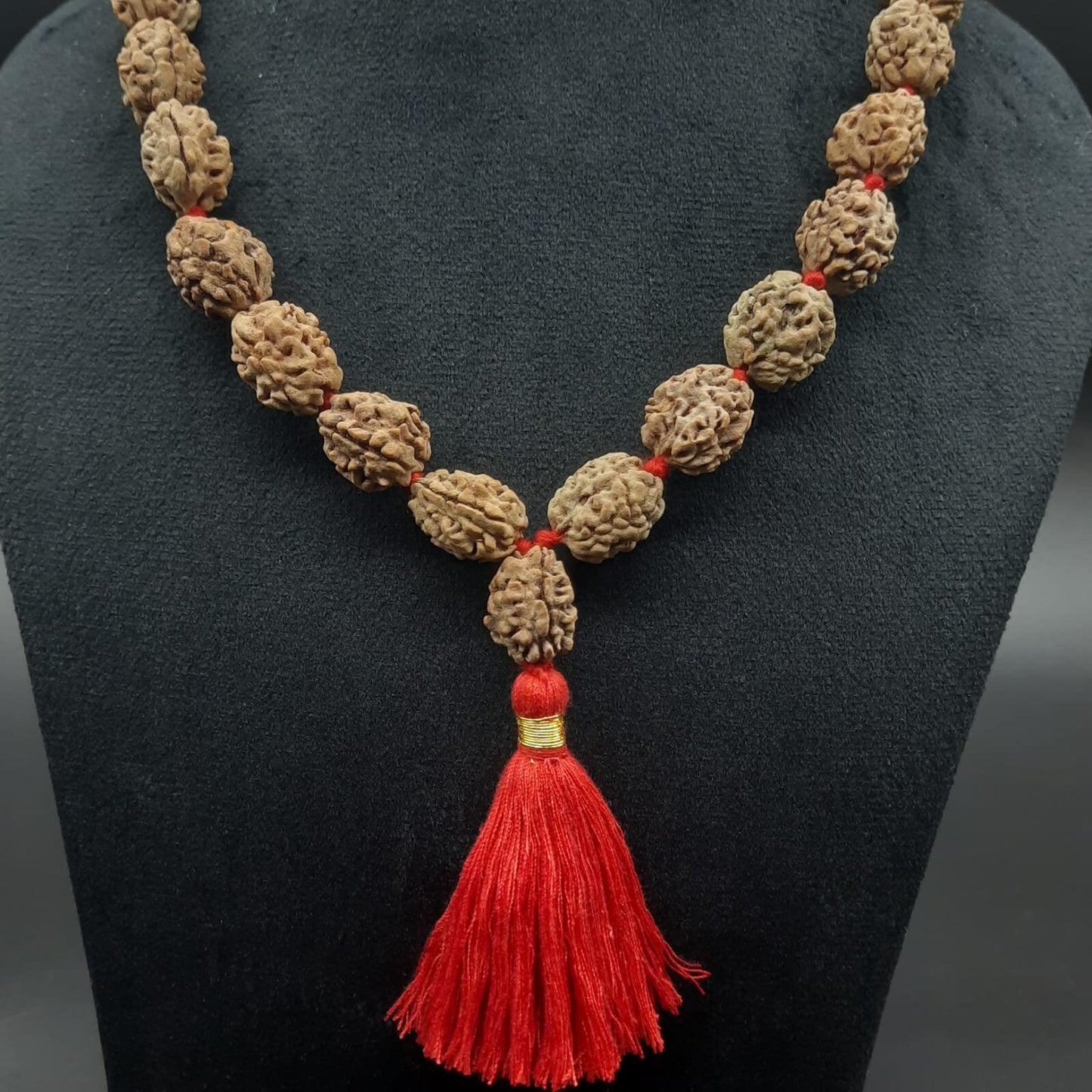 2 Mukhi Rudraksha Kantha Mala Himalayan 32+1 beads 18-20mm size