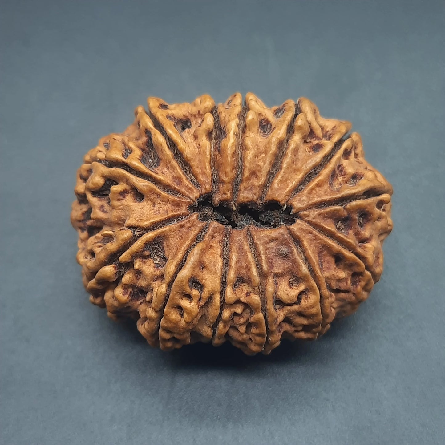 13 Mukhi Thirteen Face Super Collector Nepal Rudraksha | IGL lab Certified 34.35mm
