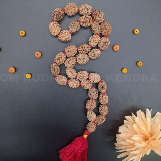 2 Mukhi / Two Face Himalyan Rudraksha Mala 32+1 beads 20-22mm