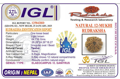 12 Mukhi Collector Nepal Rudraksha | 26.28 mm, 4.71 grams | IGL Certified | Surya Dev’s Blessings for Power & Confidence