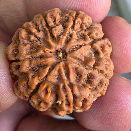 Rare 8 Mukhi Collector Nepal Rudraksha | 27.44mm, 6.10 grams | Rare & Powerful | Complete 8 Seeds | X-Ray Verified & Lab Certified |