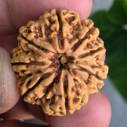 Rare 8 Mukhi Collector Nepal Rudraksha | 27.02 mm, 5.21 grams | Complete 8 Seeds | X-Ray Verified & Lab Certified | Obstacle Remover & Wisdom Enhancer | Blessings of Lord Ganesha