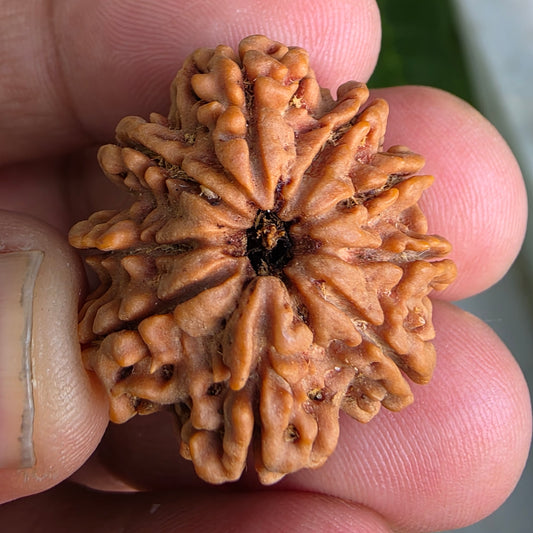 9 Mukhi Collector Nepal Rudraksha | 27.84 mm, 5.92 grams | Symbol of Strength & Divine Energy | Lab Certified