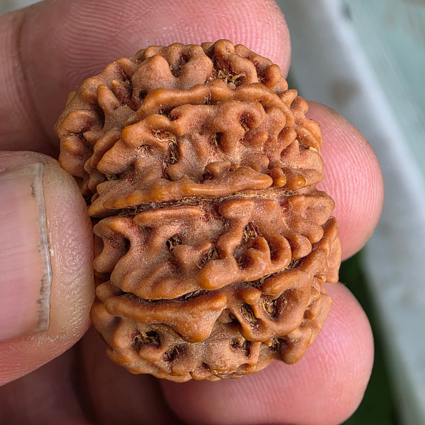 9 Mukhi Collector Nepal Rudraksha | 27.84 mm, 5.92 grams | Symbol of Strength & Divine Energy | Lab Certified