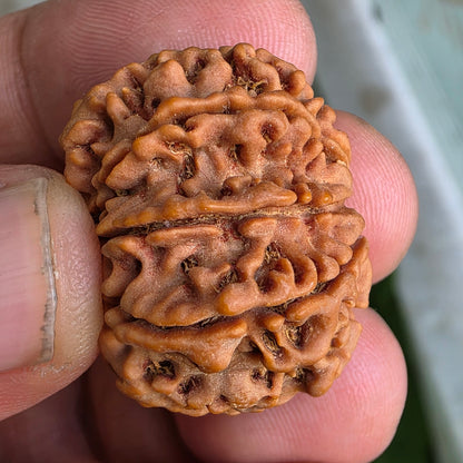 9 Mukhi Collector Nepal Rudraksha | 27.84 mm, 5.92 grams | Symbol of Strength & Divine Energy | Lab Certified