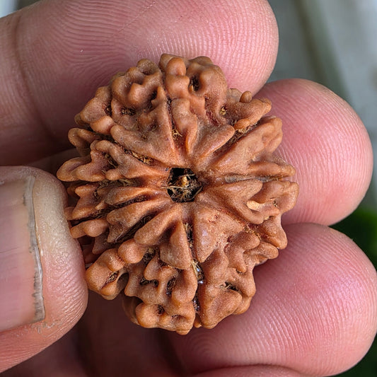 9 Mukhi Collector Nepal Rudraksha | 25.54 mm, 4.58 grams | Symbol of Power & Protection | Lab Certified