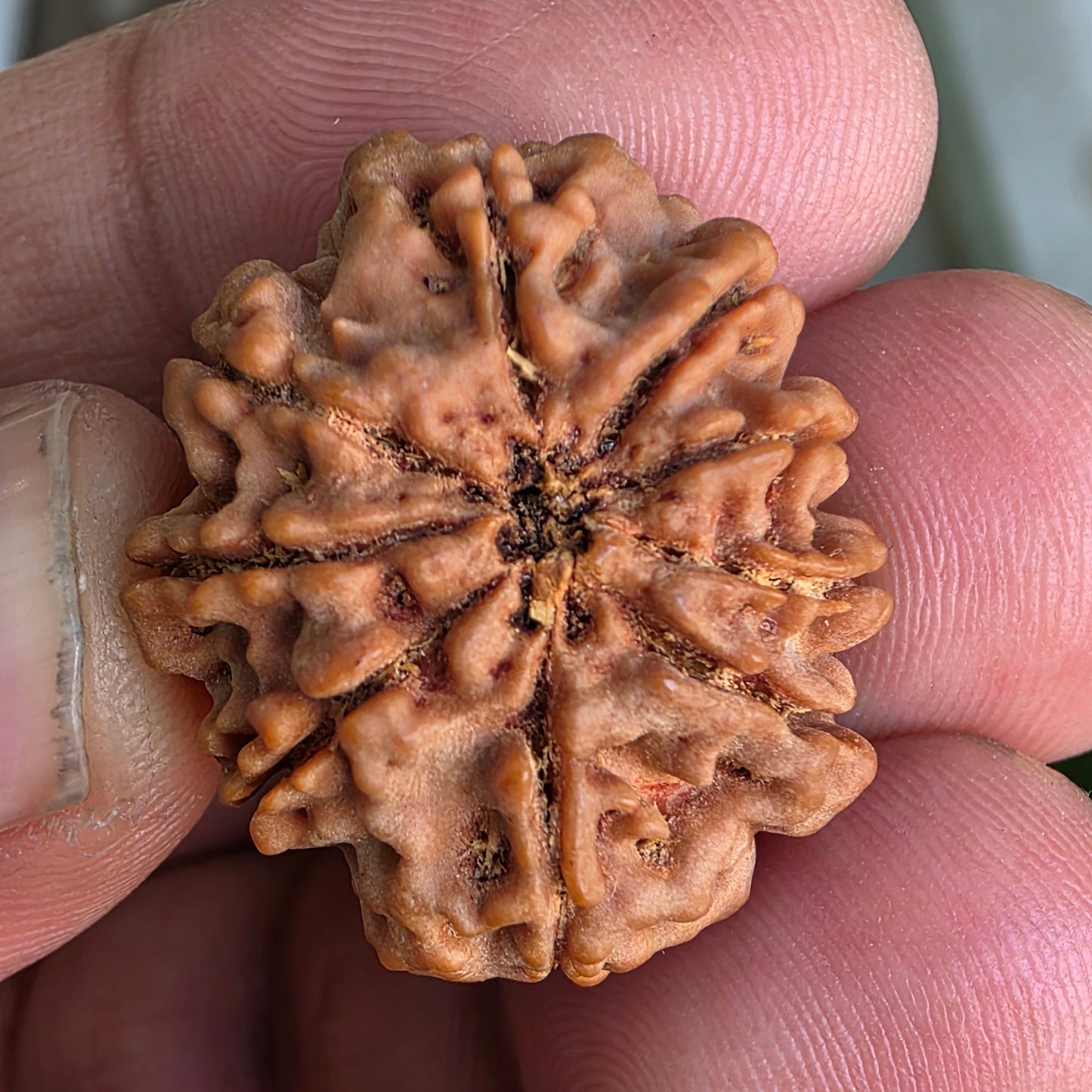 9 Mukhi Collector Nepal Rudraksha | 25.54 mm, 4.58 grams | Symbol of Power & Protection | Lab Certified