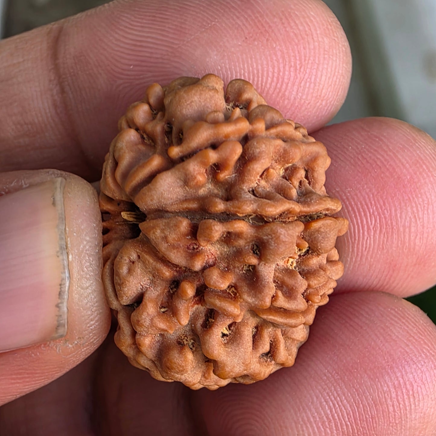 9 Mukhi Collector Nepal Rudraksha | 25.54 mm, 4.58 grams | Symbol of Power & Protection | Lab Certified