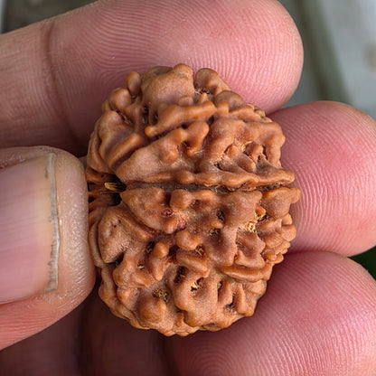 9 Mukhi Collector Nepal Rudraksha | 25.54 mm, 4.58 grams | Symbol of Power & Protection | Lab Certified