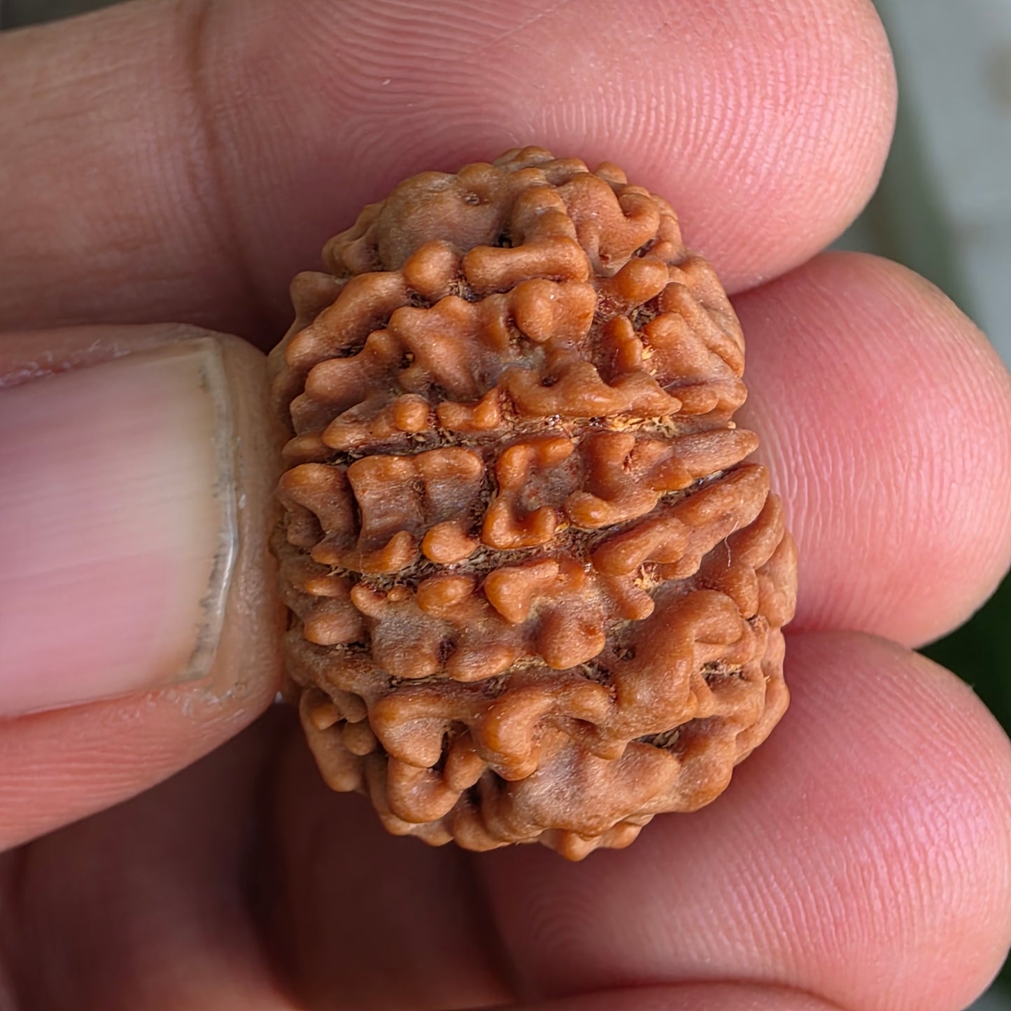 9 Mukhi Collector Nepal Rudraksha | 25.54 mm, 4.58 grams | Symbol of Power & Protection | Lab Certified
