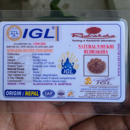 9 Mukhi Collector Nepal Rudraksha | 25.54 mm, 4.58 grams | Symbol of Power & Protection | Lab Certified