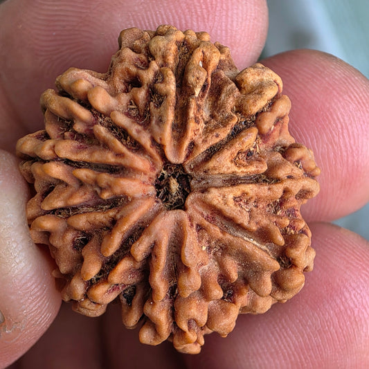 9 Mukhi Collector Nepal Rudraksha | 25.44 mm, 4.16 grams | Embodiment of Power & Blessings | Lab Certified