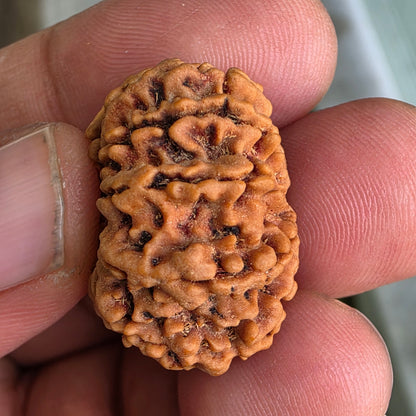 9 Mukhi Collector Nepal Rudraksha | 25.44 mm, 4.16 grams | Embodiment of Power & Blessings | Lab Certified