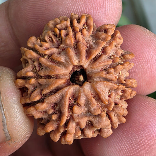 9 Mukhi Collector Nepal Rudraksha | 25.04 mm, 4.62 grams | Symbol of Strength & Divine Blessings | Lab Certified |