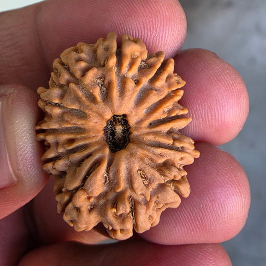 12 Mukhi Super Collector Nepal Rudraksha | IGL Certified | 28.92 mm, 5.61 grams | Solar Essence of Power & Prosperity