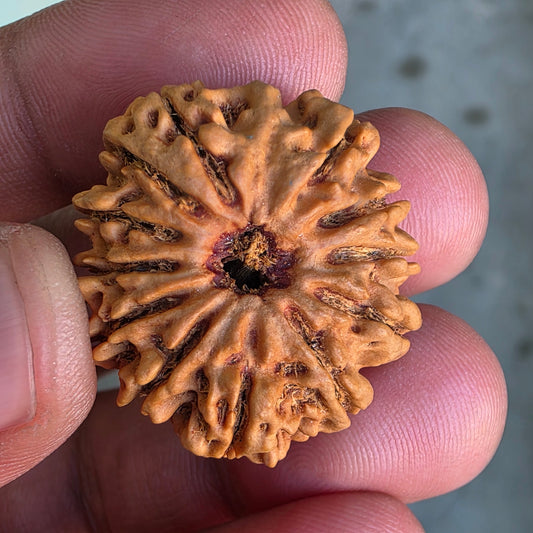 12 Mukhi Collector Nepal Rudraksha | 28.08 mm, 5.6 grams | IGL Lab Certified | Symbol of Radiance, Authority & Divine Power