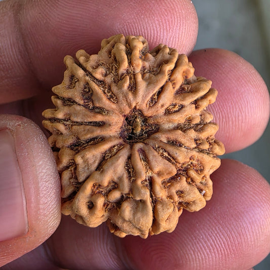 12 Mukhi Collector Nepal Rudraksha | 26.28 mm, 4.71 grams | IGL Certified | Surya Dev’s Blessings for Power & Confidence