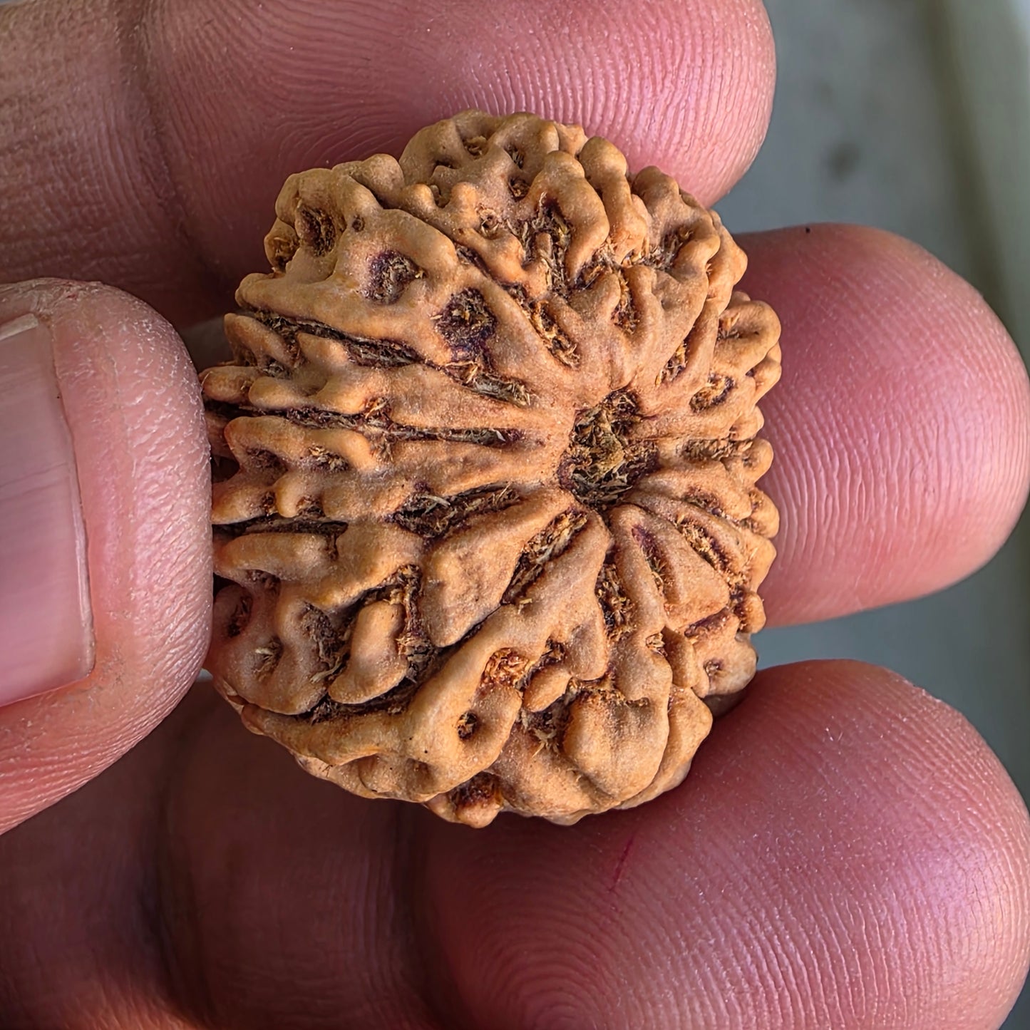 12 Mukhi Collector Nepal Rudraksha | 26.28 mm, 4.71 grams | IGL Certified | Surya Dev’s Blessings for Power & Confidence