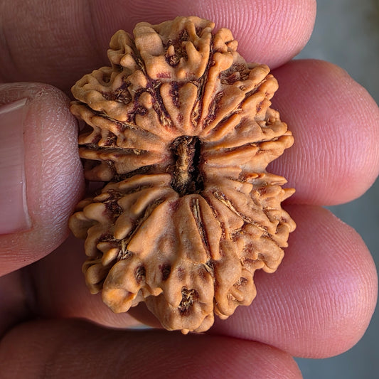 12 Mukhi Super Collector Nepal Rudraksha | 31.18 mm, 5.59 grams | Lab Certified | Radiant Sun Energy & Divine Strength