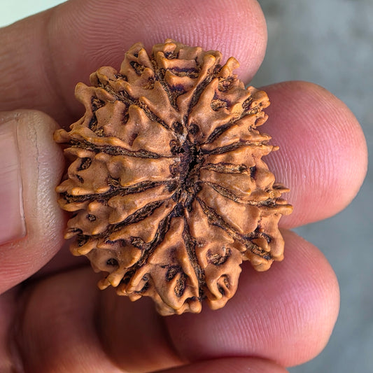12 Mukhi Collector Nepal Rudraksha | Lab Certified with X-Ray Report | 28.37 mm | 20.80 Carat | Surya Dev’s Radiance for Authority & Triumph