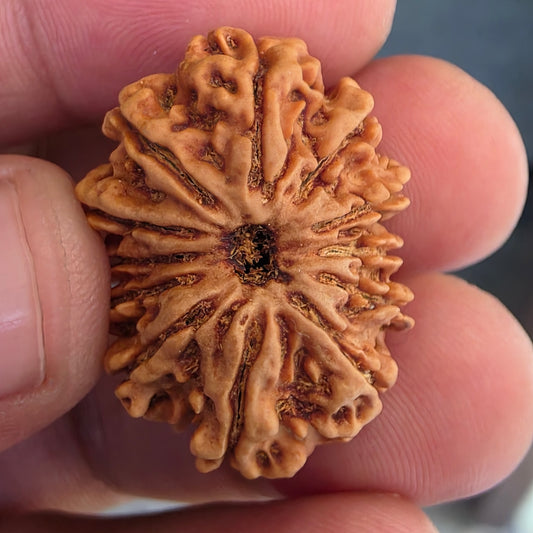 12 Mukhi Collector Nepal Rudraksha | 27.54 mm, 23.15 carat | Lab Certified | Surya Dev’s Blessings for Power & Confidence
