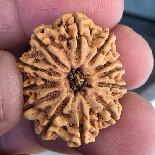 12 Mukhi Collector Nepal Rudraksha | 27.78 mm, 21.41 Carat | Lab Certified with X-Ray Report | Lord Surya’s Grace for Strength & Achievement