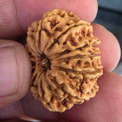 12 Mukhi Collector Nepal Rudraksha | 27.78 mm, 21.41 Carat | Lab Certified with X-Ray Report | Lord Surya’s Grace for Strength & Achievement