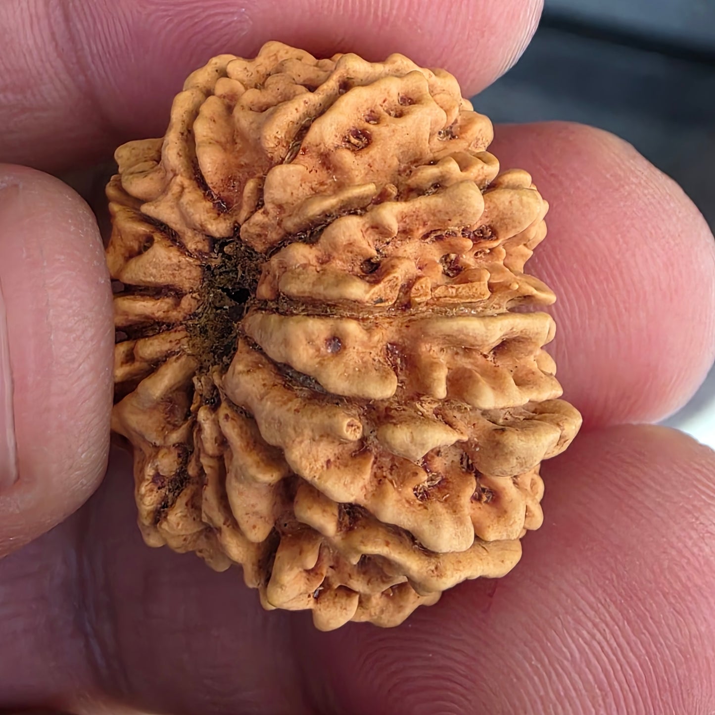 12 Mukhi Collector Nepal Rudraksha | 27.78 mm, 21.41 Carat | Lab Certified with X-Ray Report | Lord Surya’s Grace for Strength & Achievement