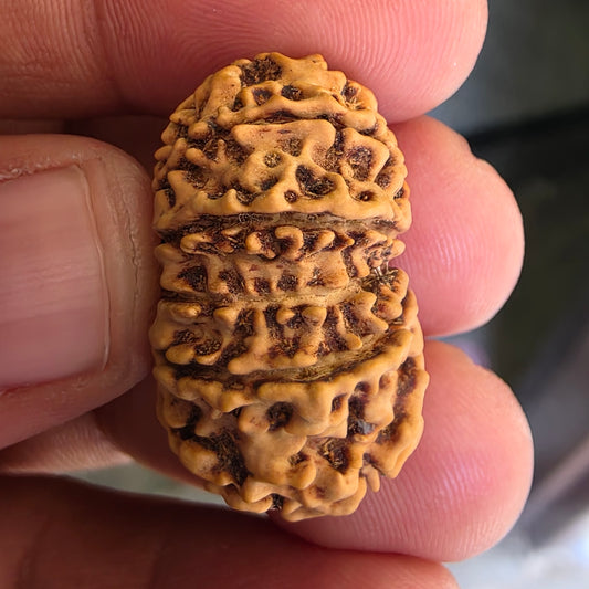 12 Mukhi Super Collector Nepal Rudraksha | 28.13 mm, 20.22 Carat | Lab Certified & X-Ray Verified | Surya Dev’s Blessings for Power & Prosperity