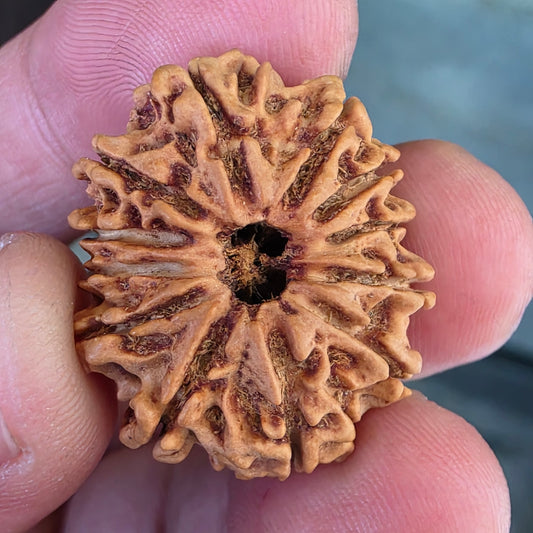 12 Mukhi Nepal Rudraksha | 26.56 mm, 19.38 Carat | Lab Certified with X-Ray Report | Blessings of Surya Dev for Energy & Success