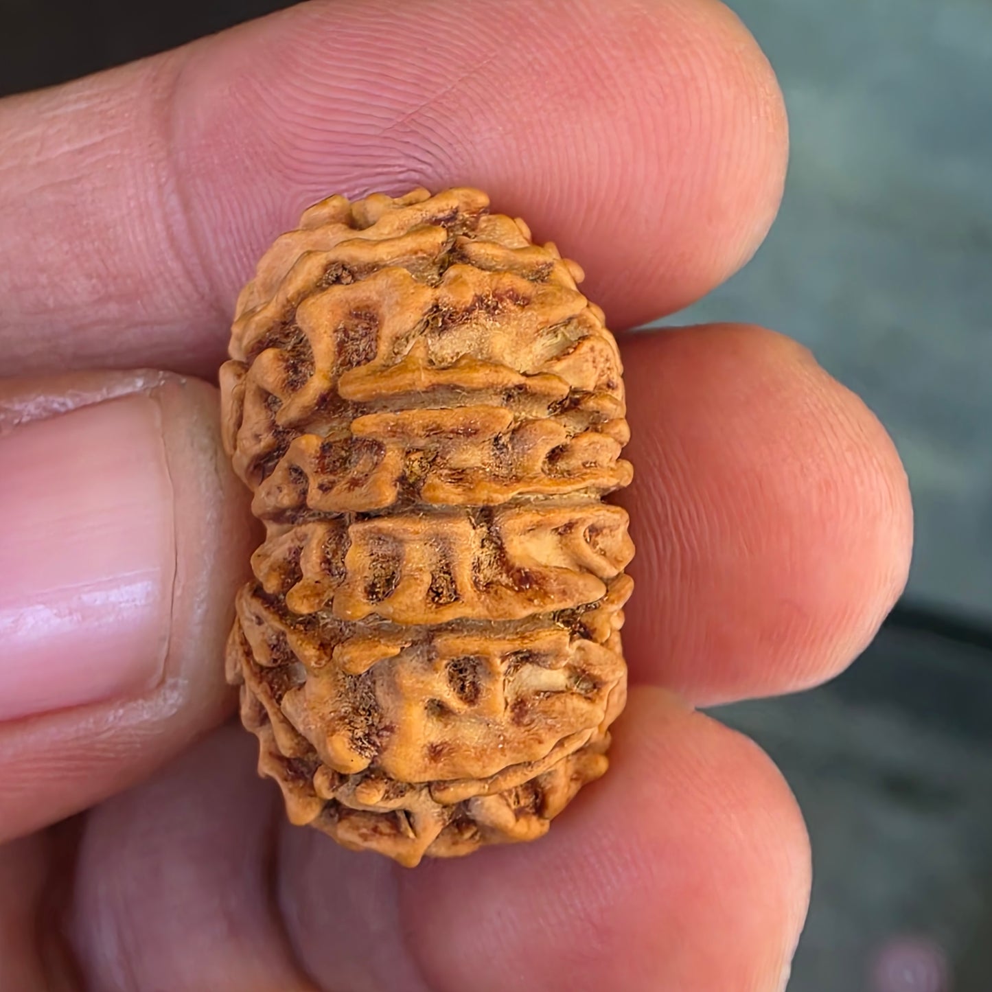 12 Mukhi Nepal Rudraksha | 26.56 mm, 19.38 Carat | Lab Certified with X-Ray Report | Blessings of Surya Dev for Energy & Success